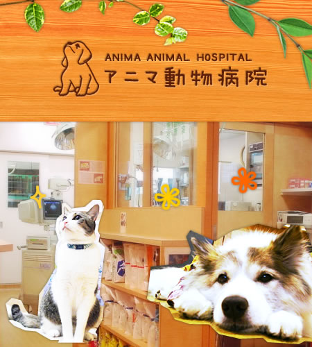 豊中市 動物病院 ペット 犬猫 アニマ動物病院